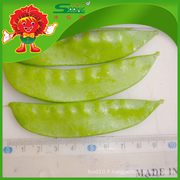 IQF Green Peas for Export Market Price for Fresh Snow Peas